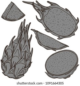 Dragon fruit fruit vector illustration, vector