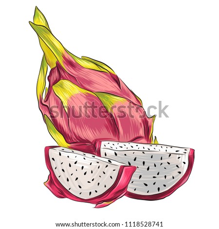 Dragon Fruit Vector Illustration