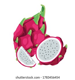 Dragon fruit vector illustration. Exotic tropical fruit vector illustration. Vitamin fruit and antioxidan