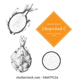 Dragon Fruit vector illustration. Hand-drawn design element. A fruit drawn in vintage style