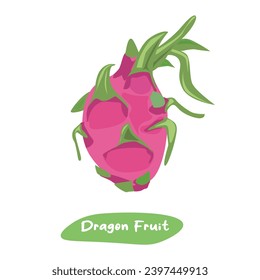 Dragon fruit vector illustration. Summer tropical fruit clip art. Flat vector in cartoon style isolated on white background. 
