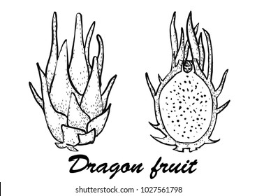 Dragon Fruit vector illustration.Botanical illustration of fruits. Vector illustration with sketch fruit.