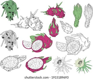 dragon fruit vector line drawing