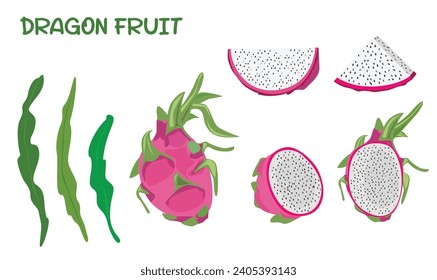 Dragon fruit vector set. White dragon fruit clip art. Whole, half and slices of dragon fruit. Flat vector in cartoon style isolated on white background. 