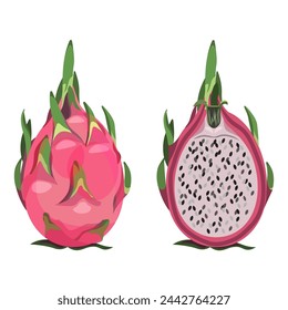 Dragon fruit whole and half, isolated on a white background.Vector illustration of pitaya for textiles, packaging, summer designs.