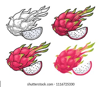 Dragon fruit whole and slice. Vector vintage engraving and flat color illustration for menu, poster. Isolated on white background