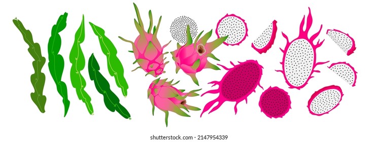 Dragon fruits, pitaya slices, cactus leaves and seeds set. Hand drawn graphic summer collection. Healthy food elements.