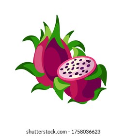 Dragon fruits vector illustration isolated on white background. Juicy tropical exotic fruit - pitaya.