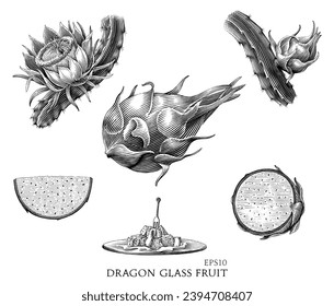 Dragon glass fruit hand drawing vintage style black and white clip art