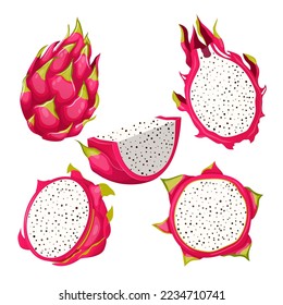 dragon pitaya fruit set cartoon. tropical exotic, summer dragonfruit, red pink, organic vegetarian, fresh dragon pitaya fruit vector illustration