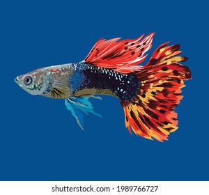 dragon tail guppy fish, freshwater fish, colorfull, vector