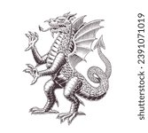 Dragon tattoo, print or sign design. traditional medieval welsh dragon with wings standing isolated. Ancient engraving style monochrome black and white illustration