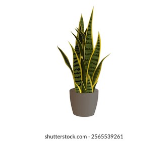 Dragon tongue plant for garden decoration used as an illustration.