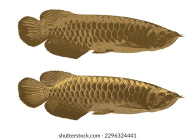 Dragonfish or freshwater fish, also known as arowana fish, is a type of freshwater fish, logo, flat style. Vector
