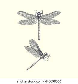 Dragonflies. hand drawn graphic illustration