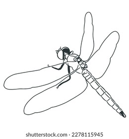 Vector de arte de línea de la libélula 1 aislado en blanco