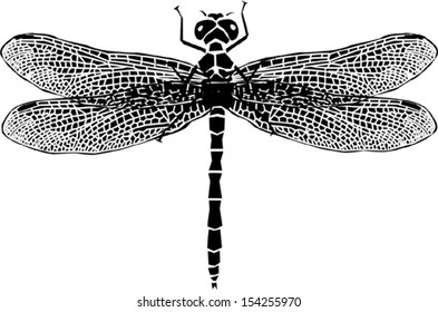 Dragonfly