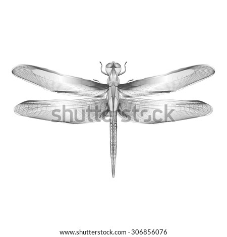 Download Dragonfly 3 D Hologram Xray Style Vector Stock Vector ...
