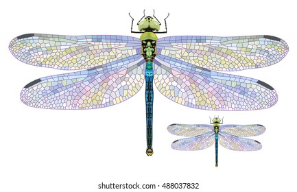 Dragonfly Aeschna Viridls with colorful wings beautiful, isolated on white, vector illustration, eps-10