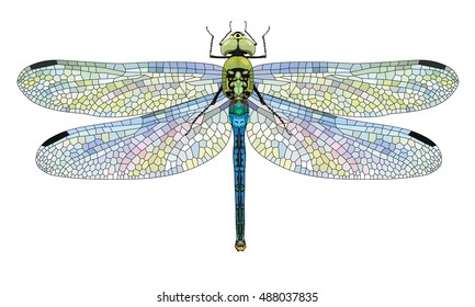 Dragonfly Aeschna Viridls with colorful wings beautiful, isolated on white, vector illustration, eps-10