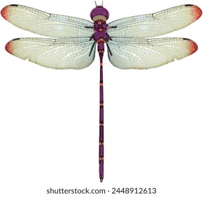 dragonfly animal vector illustration design