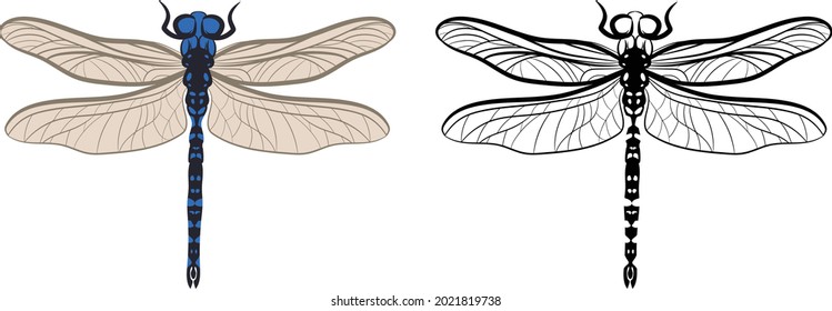 Dragonfly or Anisoptera Vector Illustration Fill and Outline Isolated on White Background. Insects Bugs Worms Pest and Flies.Entomology or Pest Control Business graphic elements.