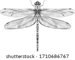 dragonfly black and white sketch with delicate wings vector illustration black and white sketch