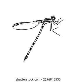 Dragonfly Black And White Sketch With Delicate Wings Vector Illustration Black And White Sketch