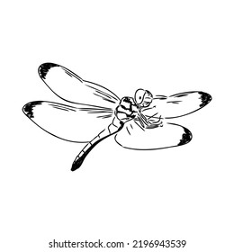 Dragonfly Black And White Sketch With Delicate Wings Vector Illustration Black And White Sketch