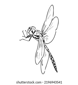 Dragonfly Black And White Sketch With Delicate Wings Vector Illustration Black And White Sketch