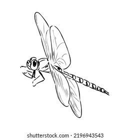 Dragonfly Black And White Sketch With Delicate Wings Vector Illustration Black And White Sketch