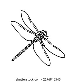 Dragonfly Black And White Sketch With Delicate Wings Vector Illustration Black And White Sketch