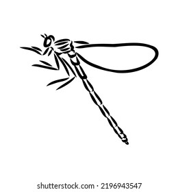 Dragonfly Black And White Sketch With Delicate Wings Vector Illustration Black And White Sketch