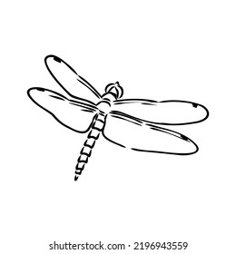 dragonfly black and white sketch with delicate wings vector illustration black and white sketch