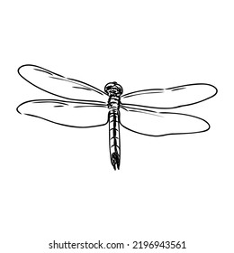 dragonfly black and white sketch with delicate wings vector illustration black and white sketch