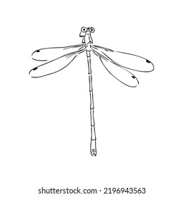 dragonfly black and white sketch with delicate wings vector illustration black and white sketch