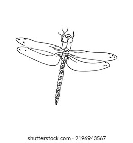 dragonfly black and white sketch with delicate wings vector illustration black and white sketch