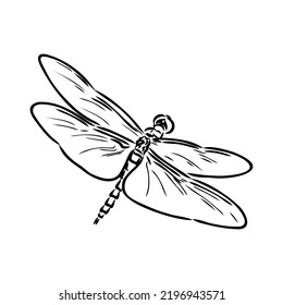 dragonfly black and white sketch with delicate wings vector illustration black and white sketch