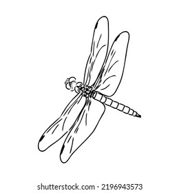 dragonfly black and white sketch with delicate wings vector illustration black and white sketch