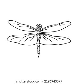 Dragonfly Black And White Sketch With Delicate Wings Vector Illustration Black And White Sketch