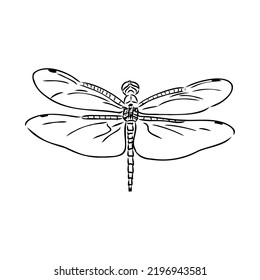 Dragonfly Black And White Sketch With Delicate Wings Vector Illustration Black And White Sketch