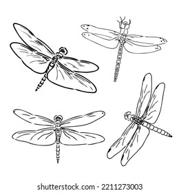 Dragonfly Black And White Sketch With Delicate Wings Vector Illustration Black And White Sketch