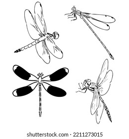 Dragonfly Black And White Sketch With Delicate Wings Vector Illustration Black And White Sketch