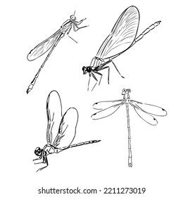 Dragonfly Black And White Sketch With Delicate Wings Vector Illustration Black And White Sketch