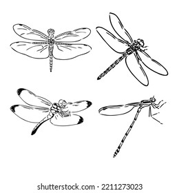 Dragonfly Black And White Sketch With Delicate Wings Vector Illustration Black And White Sketch