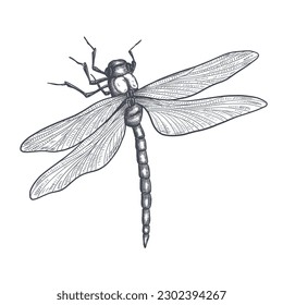 dragonfly black and white sketch with delicate wings vector illustration black and white sketch