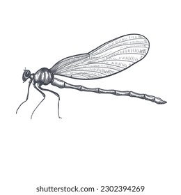 dragonfly black and white sketch with delicate wings vector illustration black and white sketch