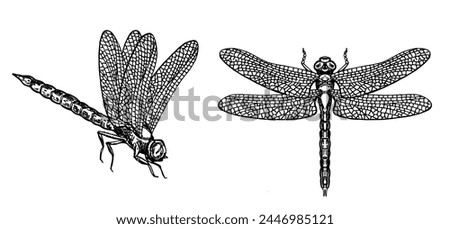 Dragonfly black and white sketch with delicate wings vector illustration black and white sketch. Dragonfly illustration, hand drawn engraving, drawing, ink, vector