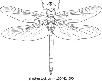 Dragonfly Body Line Art - Outline