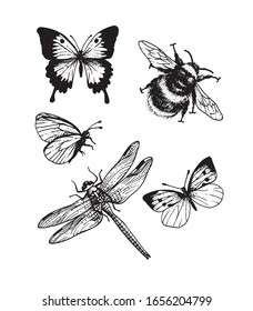 Set Different Dragonflies Outlines Vector Illustration Stock Vector ...